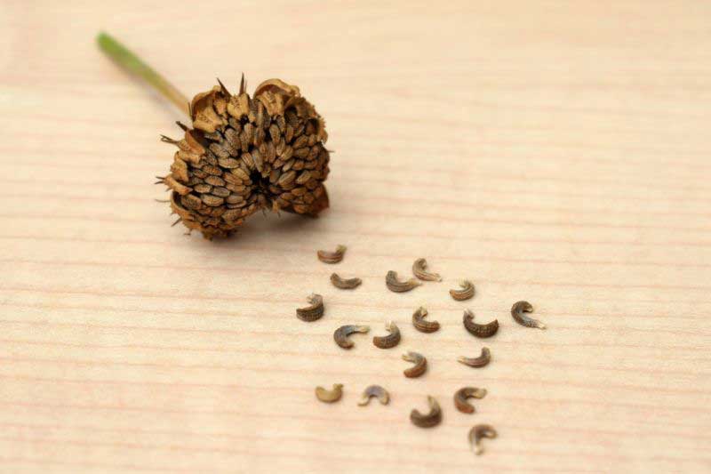 La récolte des graines de souci, Calendula