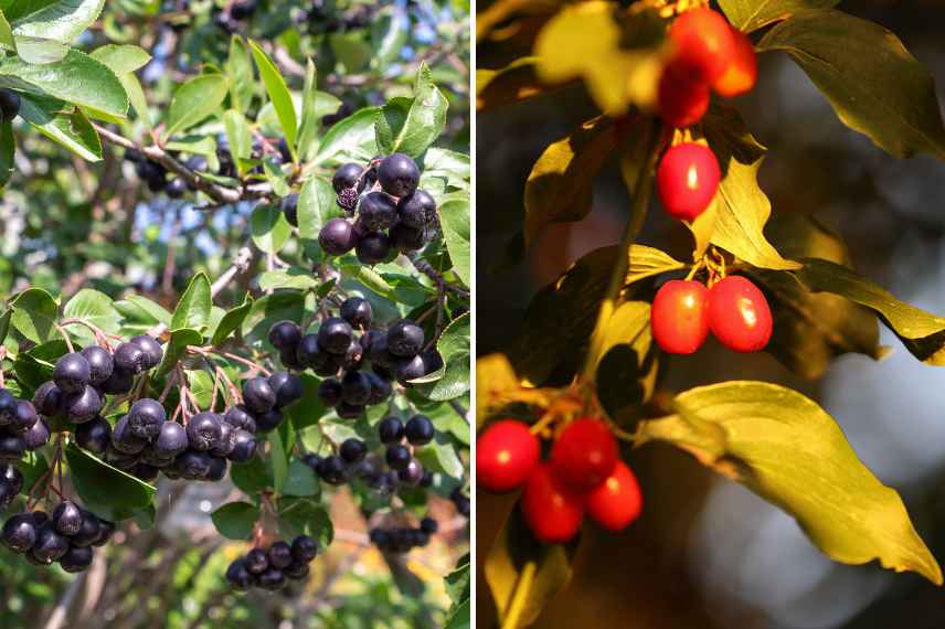 petits fruits de l'automne aronies et cornouilles