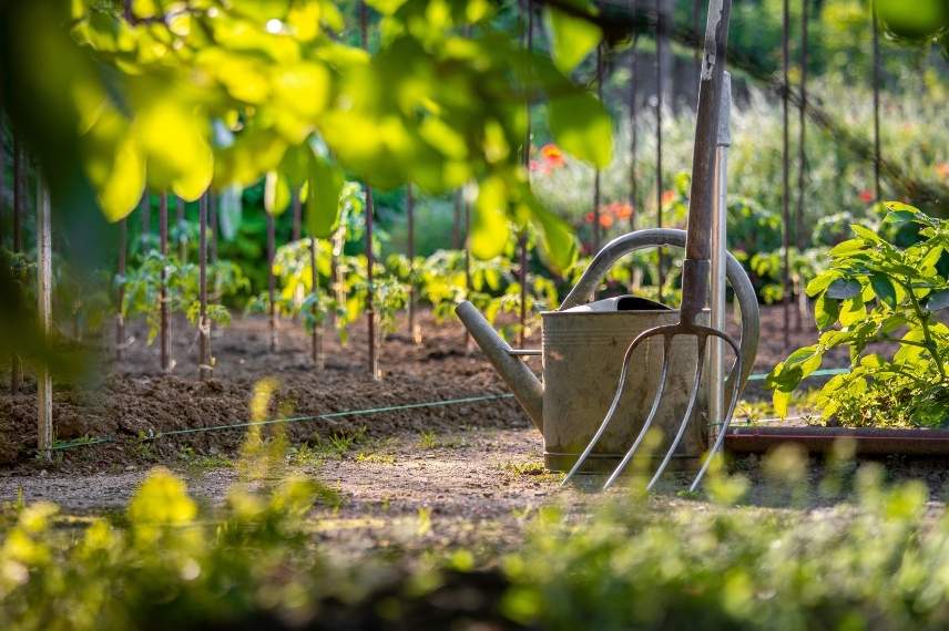 un arrosoir au potager