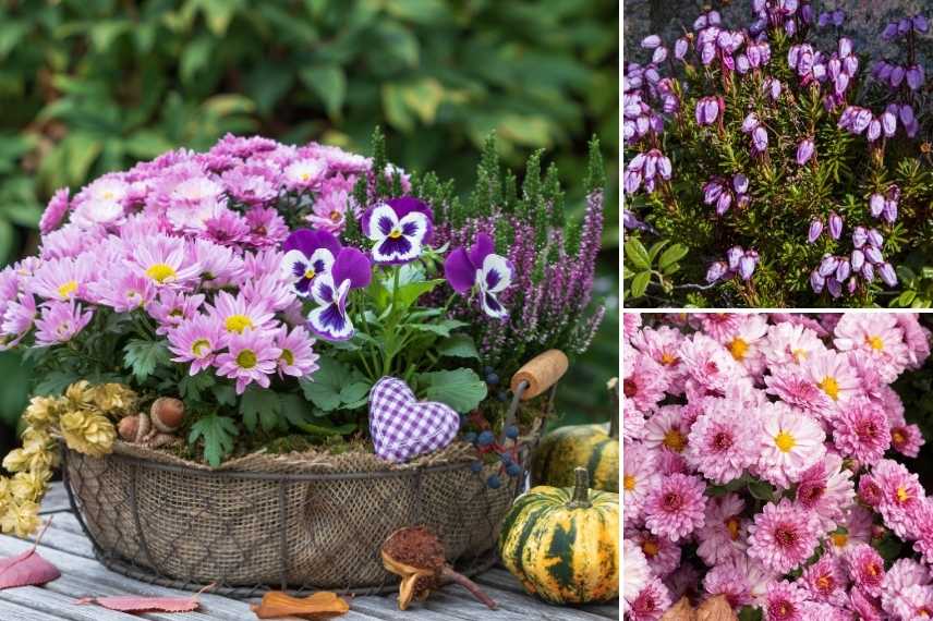 what to plant with pansies