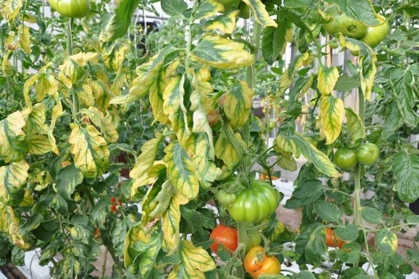 feuilles jaunies de tomate au potager