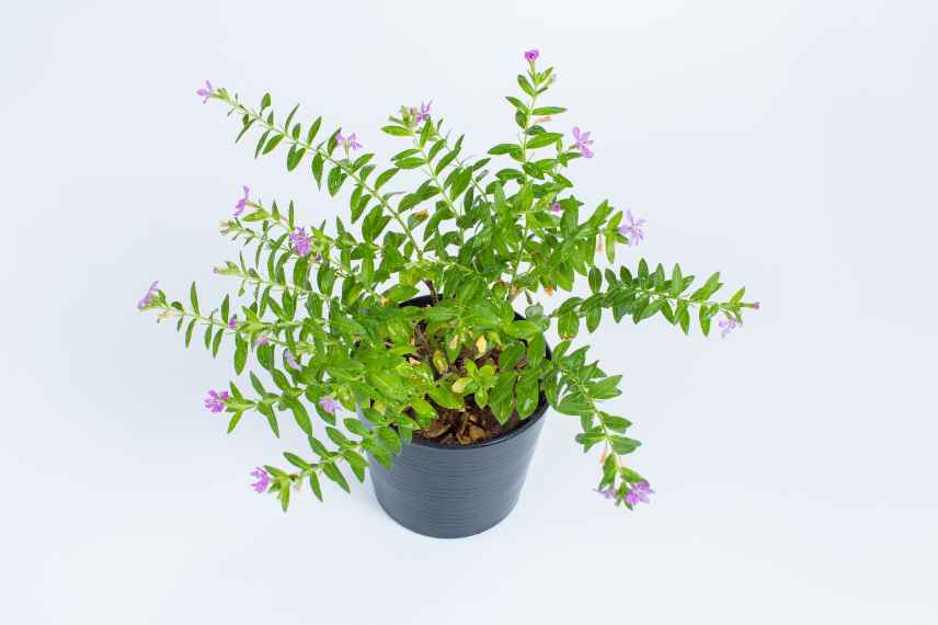 hiverner un cuphea en pot