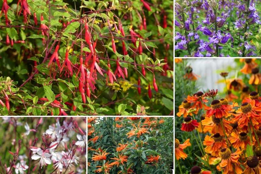 vivaces fleuries longtemps ete et automne