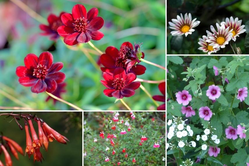 floraisons automnales pour massif