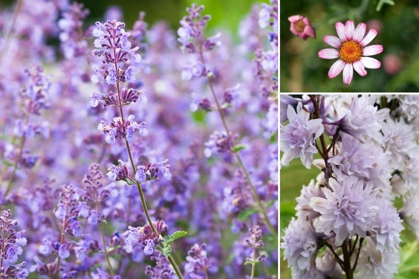 fleurs remontant en automne jardin