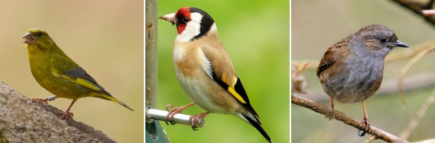 graines de navettes especes d oiseaux