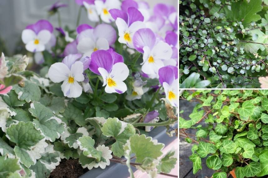 which plants with pansies in an autumn planter