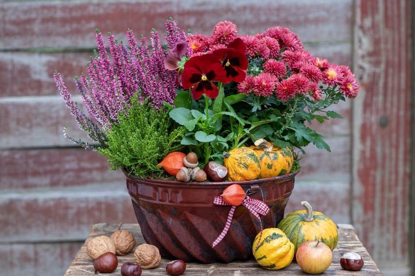 ideas for planters with pansies