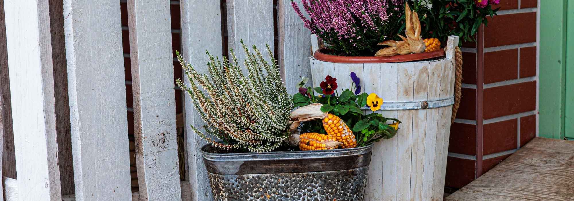 Associer les pensées dans une jardinière d'automne : 5 belles idées