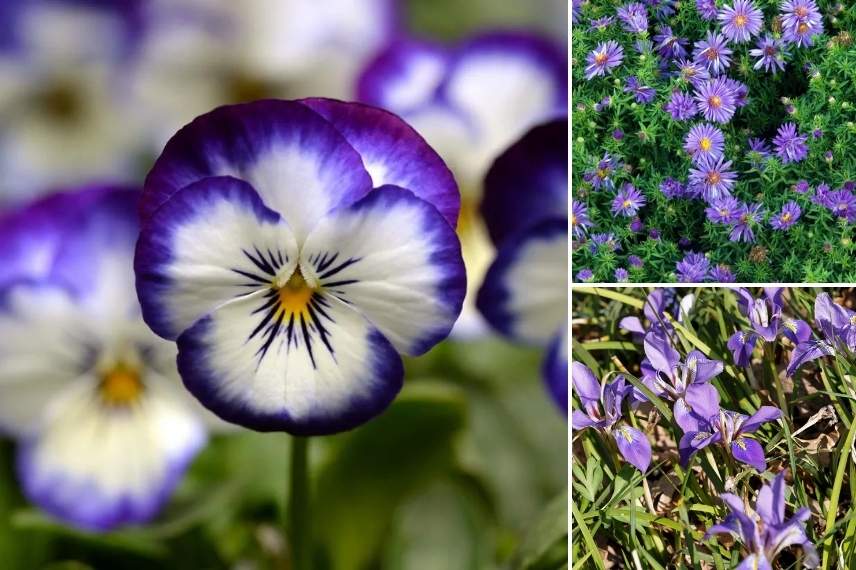ideas for an autumn window box with pansies