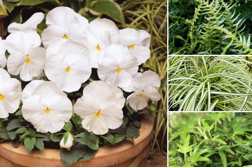 potted pansy in a stylish, modern planter