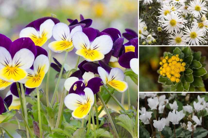 planting ideas with autumn pansies