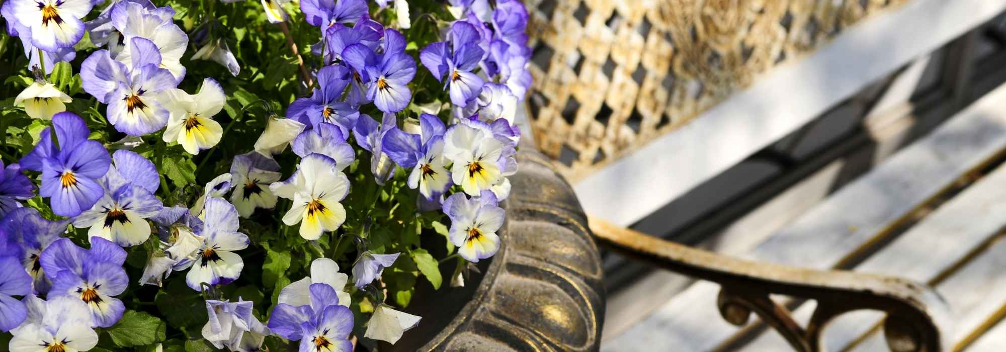 Comment garder de belles pensées en jardinière tout l’hiver ? 