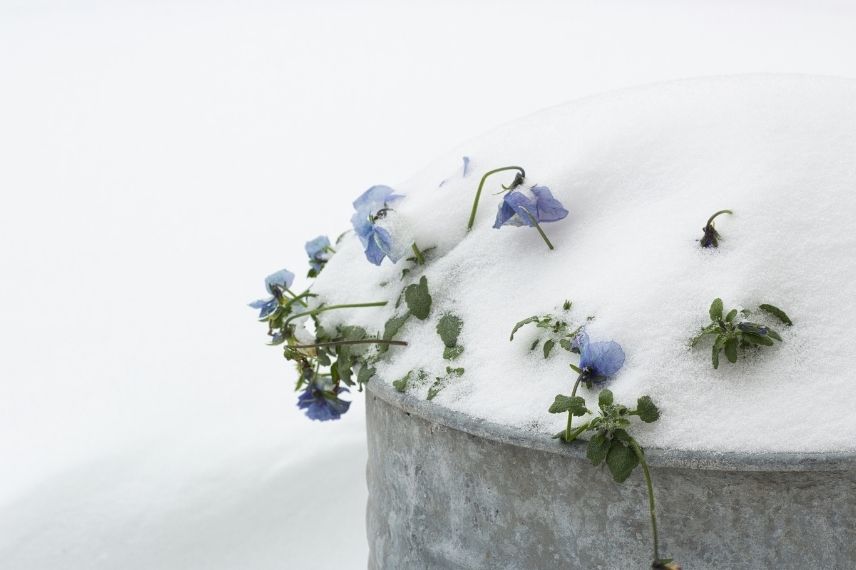 garder pensees belles en hiver