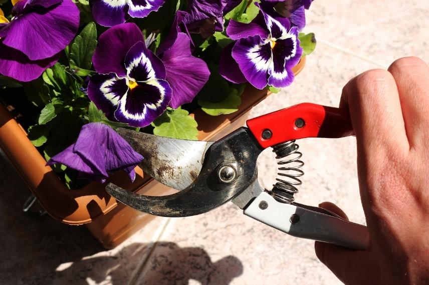 comment tailler pensees en hiver