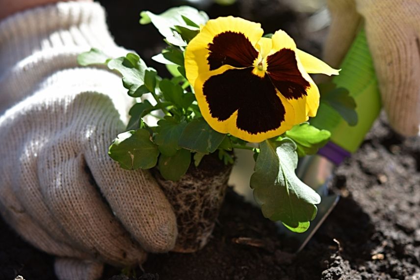 comment planter pensees automne