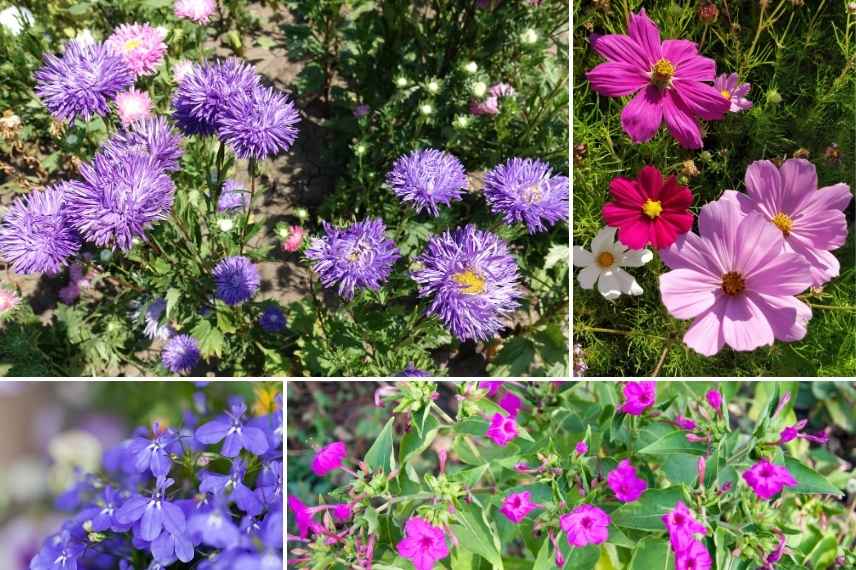 annuelles floraison automnale