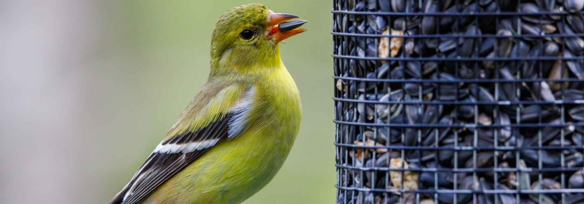 Quelles graines pour quels oiseaux du jardin ?