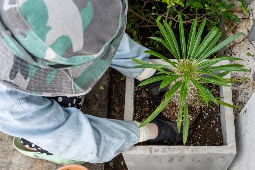 palmier madagascar printemps