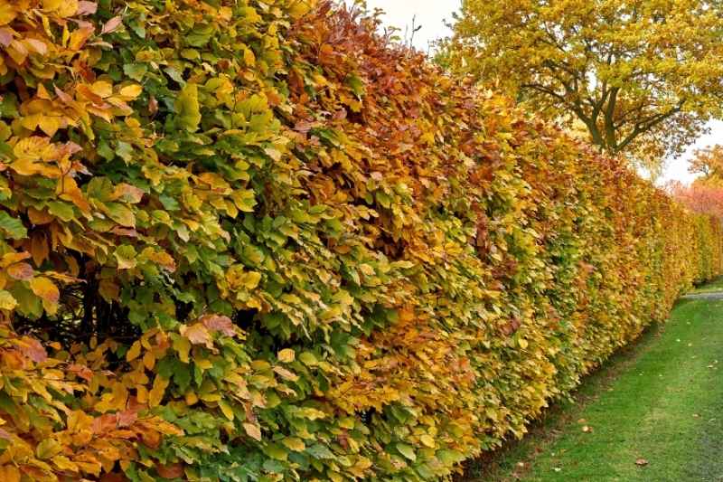 hornbeam hedge