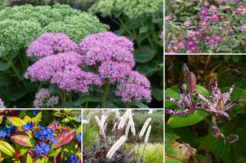 plantes en fleurs en automne