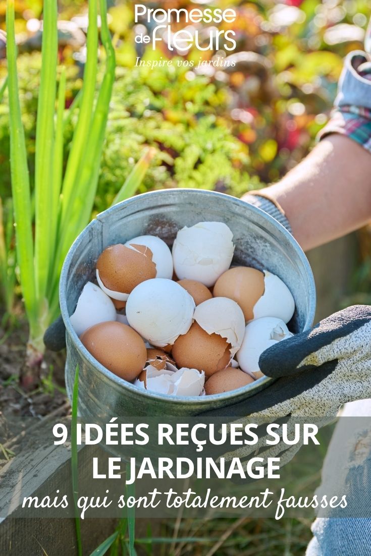 coquilles d'oeufs au jardin
