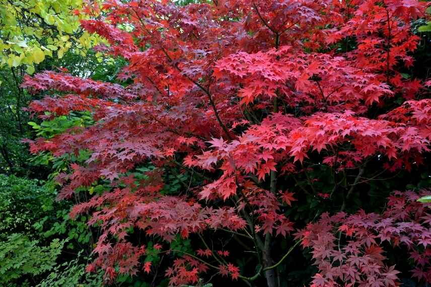 bordo vermelho para o sol