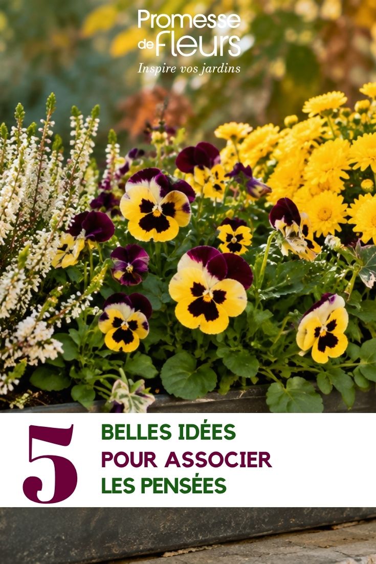 Fleurs de pensées en jardinière