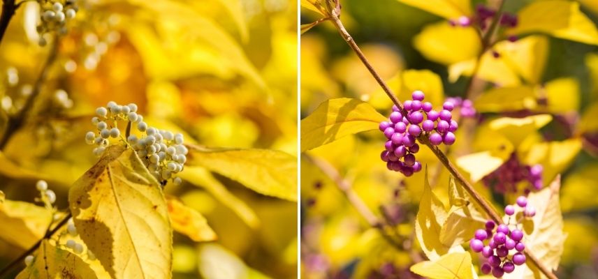 autumn foliage of callicarpa