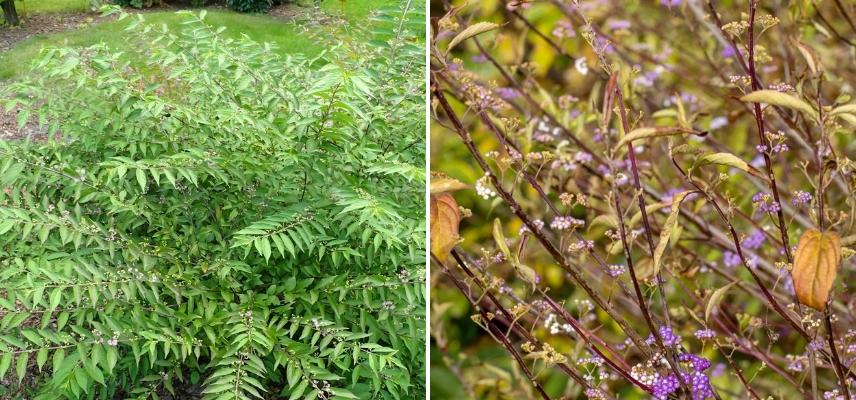 foliage and berries of Callicarpa dichotoma Issai