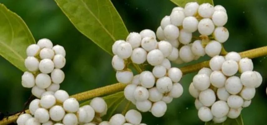 white berries Callicarpa dichotoma ‘Albibacca’