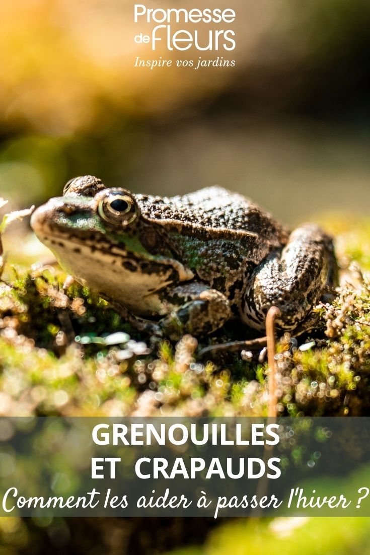 un crapaud au jardin
