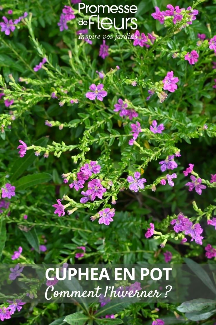 cuphea fleurs