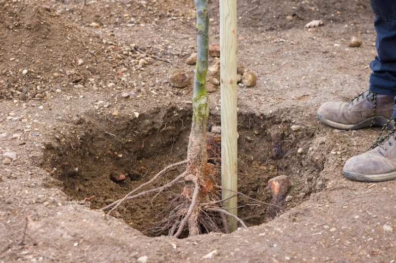 hoyo de plantación para un árbol
