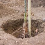 Comment préparer un trou de plantation pour éviter l'effet « pot de fleur » ?