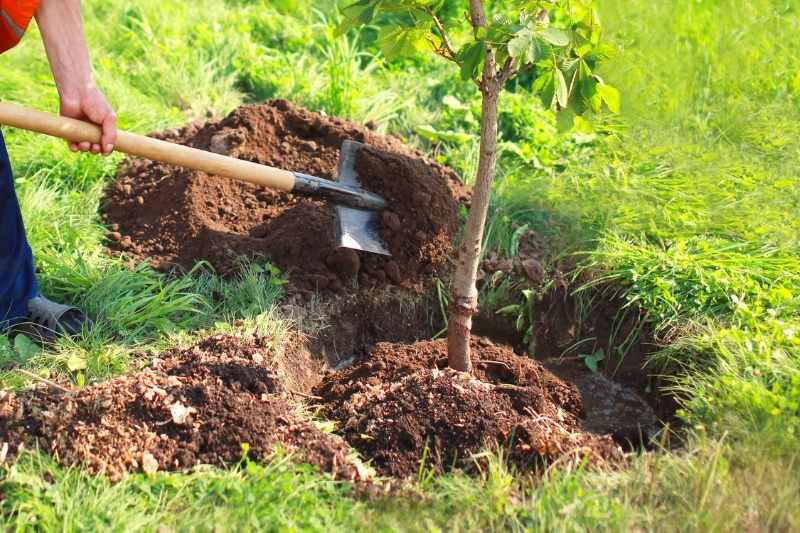 rellenar el hoyo de plantación