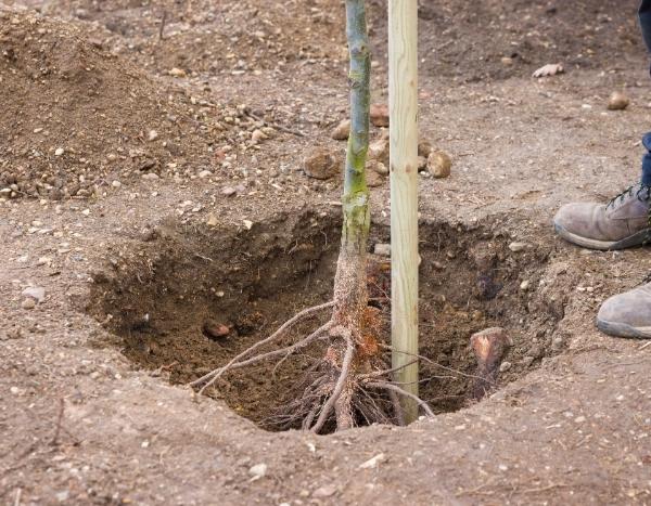 Comment préparer un trou de plantation pour éviter l'effet « pot de fleur » ?