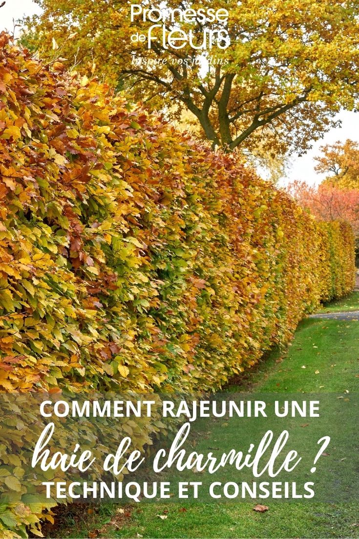 haie de Carpinus betulus