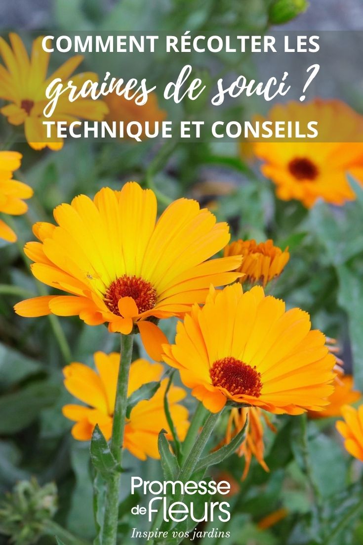 fleur de calendula