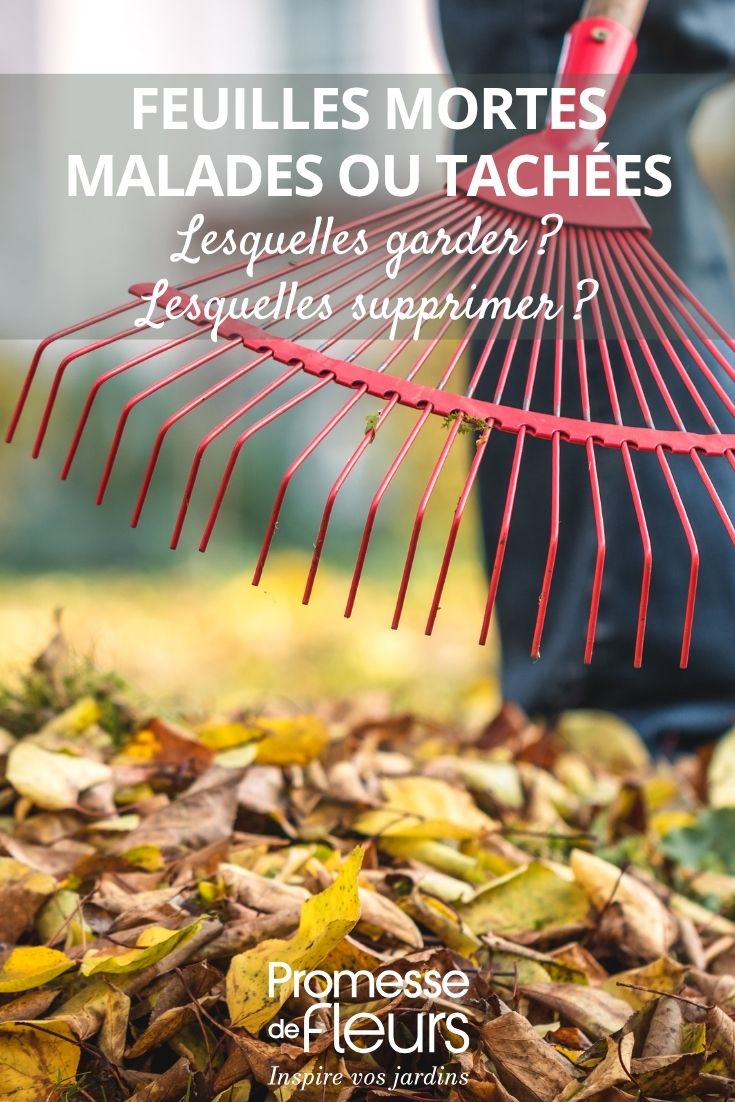 ramassage des feuilles mortes