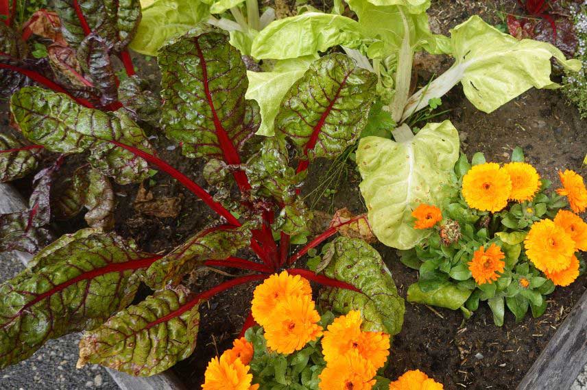 Soucis, Calendula au potager