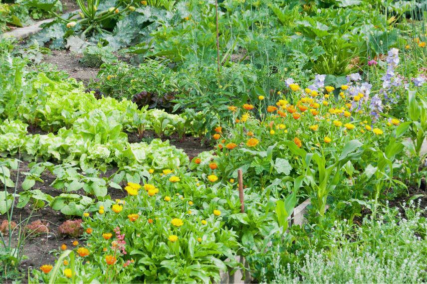 Calendula officinalis, Soucis au potager