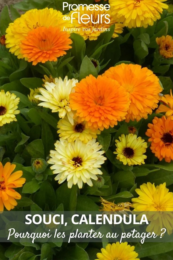 fleurs de souci