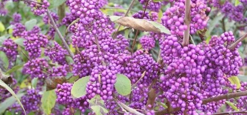 coloured Callicarpa bodinieri ‘Profusion’ berries