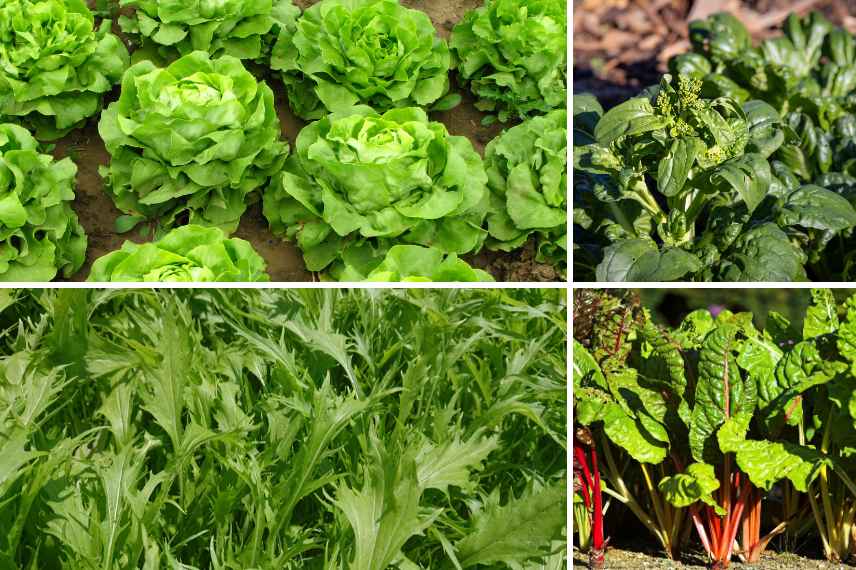 cadmium dans les légumes du potager