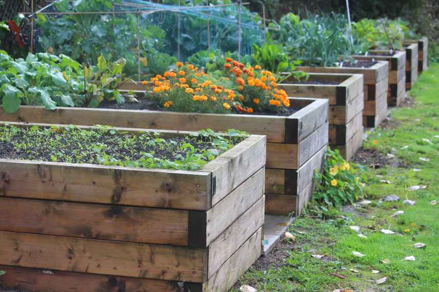 cadmium au potager : solutions