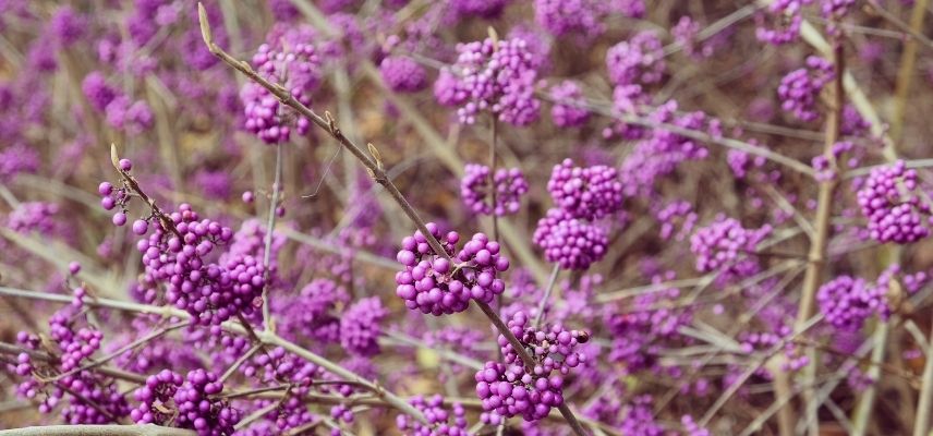 Beautyberry, purple berries