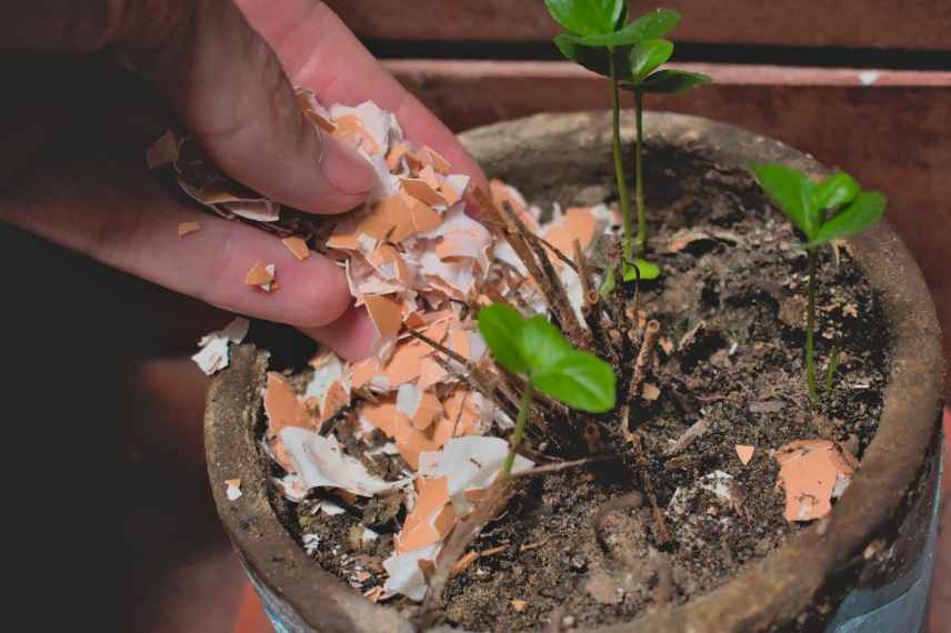 false gardening advice