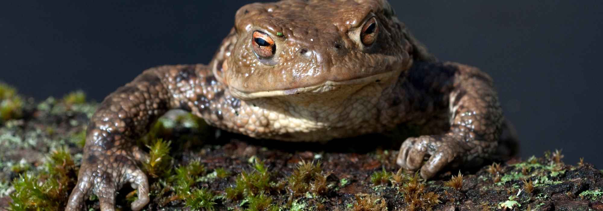 Comment aider les grenouilles et les crapauds à passer l'hiver ?