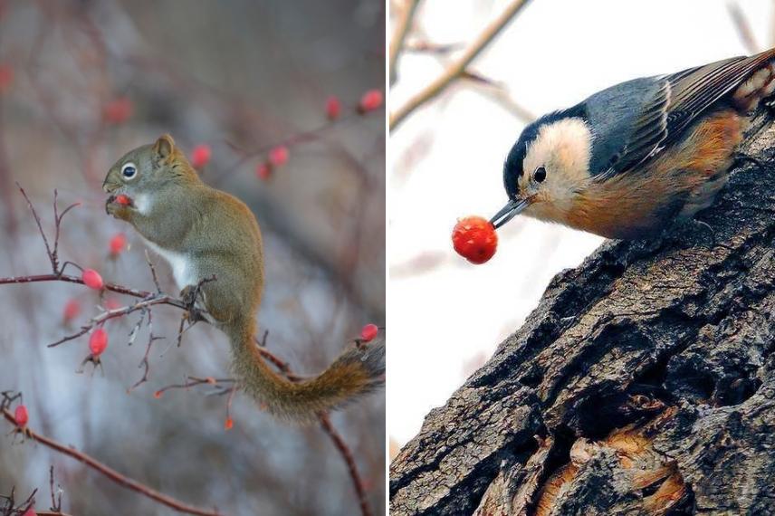 rose hip fruit, rose hips for garden wildlife